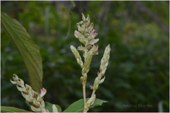 Flemingia nilgheriensis